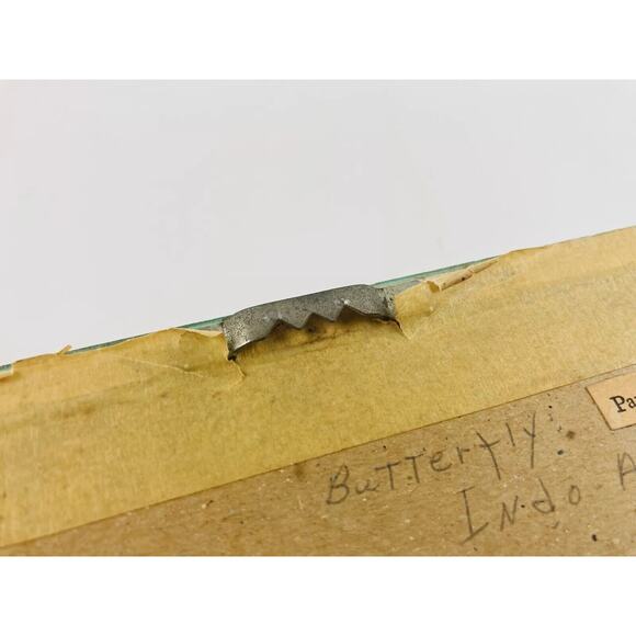 JAPANESE BUTTERFLY PAPILIO XUTHUS FRAMED DRIED TEXAS YELLOW ROSE Flower Framed - Picture 12 of 16